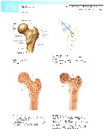 Sobotta  Atlas of Human Anatomy  Trunk, Viscera,Lower Limb Volume2 2006, page 283